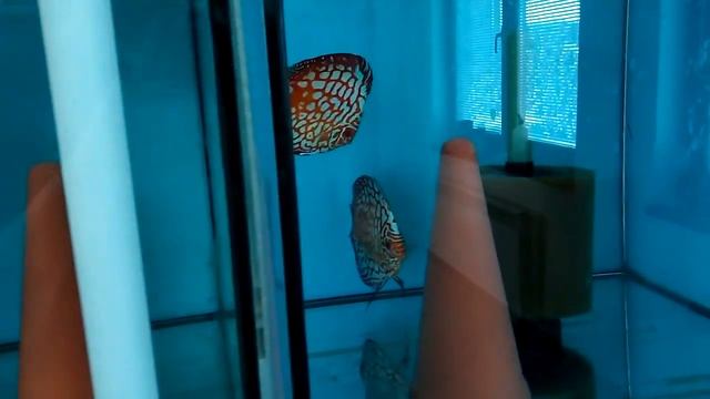 Discus Pairs - by Discus Siner смотреть онлайн