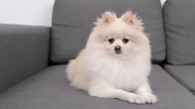 Cats In Therapy смотреть онлайн