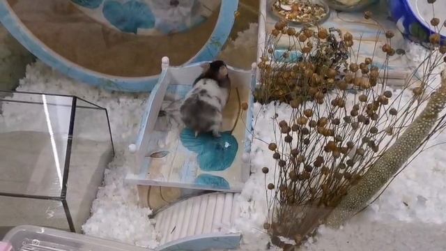 1000441268.mp4 смотреть онлайн