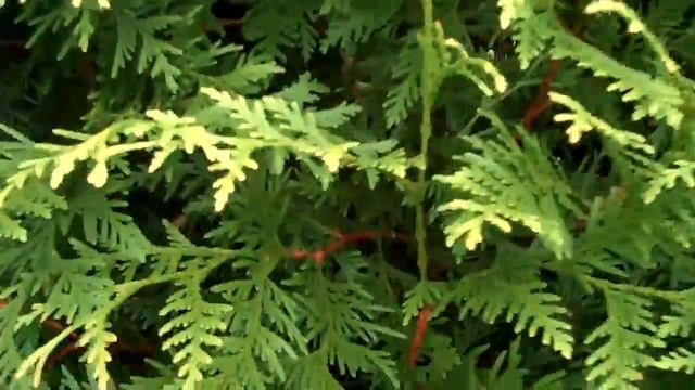 Cedar trees for sale; Chris Orser Landscaping смотреть онлайн