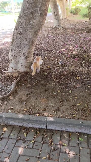 Кот бегает за птицей 😻🕊️ Смешные коты 😹 Red cat runs to bird 🐈 Funny cats Animals Nature Memes Pets смотреть онлайн