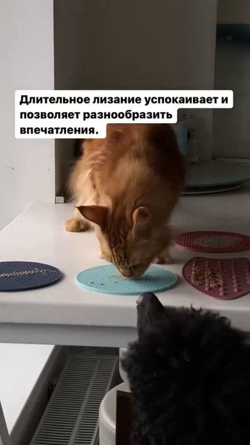 Лизательный коврик смотреть онлайн