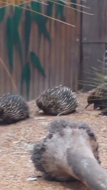 Have you ever seen an #echidna TRAIN??🚅🚃🚂 It's funny #cuteanimals #nature #knowledge #facts #short смотреть онлайн