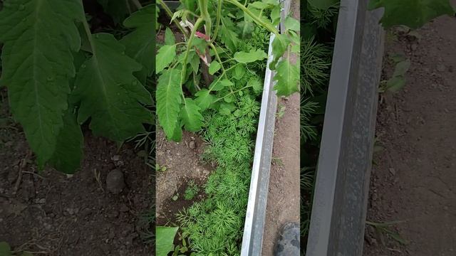 Как лучше посадить зелень! Мои выводы! смотреть онлайн