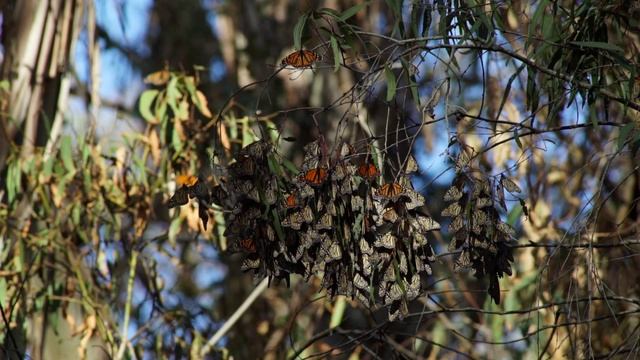 Monarch Butterflies at Ellwood Preserve, Goleta, CA смотреть онлайн