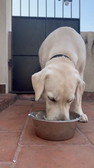 Chicken with curd rice….Lunch time😋😋🐶 смотреть онлайн