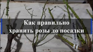 Как правильно хранить розы до посадки