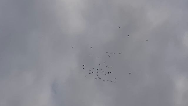 25.07.18. Это не Бакинцы это мои голуби. смотреть онлайн