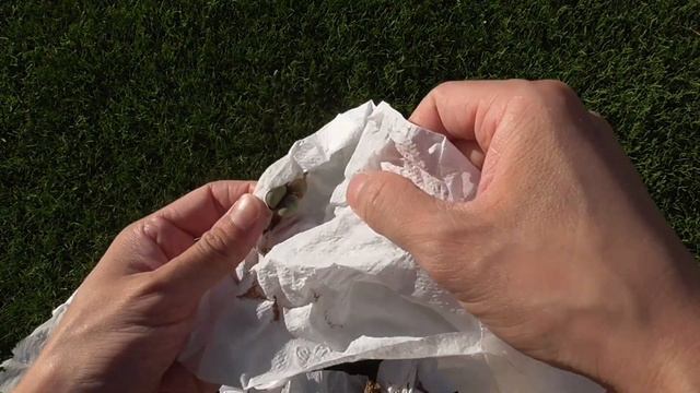 Unboxing Plant Mail from Mesa Garden! | "Life is like a box of Conophytum" (said no one) смотреть онлайн
