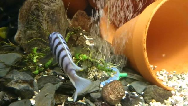 Maylandia zebra klassisk BB смотреть онлайн
