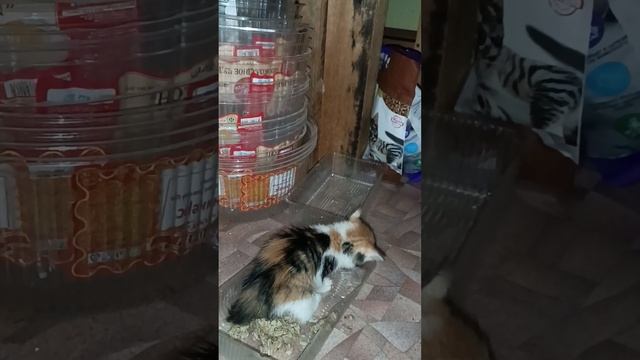 Котёнок кошечки Мелиссы,теперь в компании других котят.#спасение_и_помощь #кошки #cat #котик смотреть онлайн