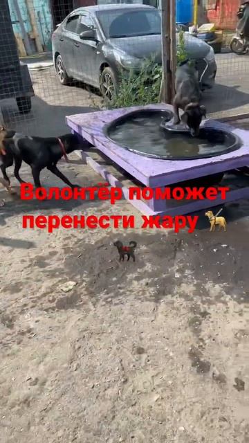 Щенки в добрые руки телеграмм канал https://t.me/pomoch_chenkam смотреть онлайн