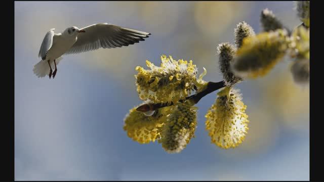 Ивовый пир. Николай Сладков. смотреть онлайн
