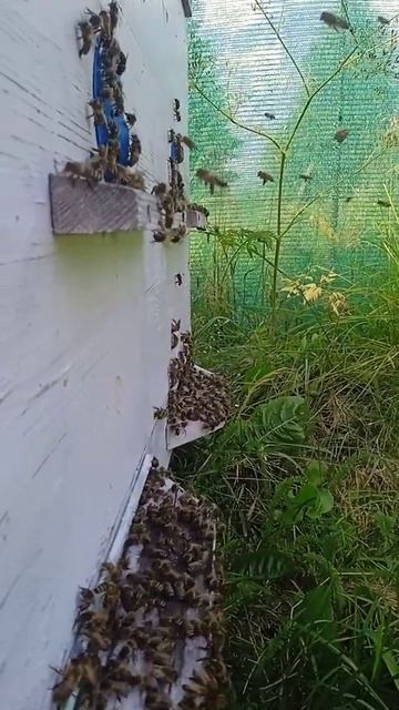 Лëт пчелы! Послушайте, как гудит маленький народец за работой🐝🐝🐝 #пчелы #пасека #мед смотреть онлайн