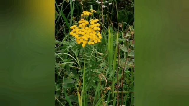 Biškrēsliņi.Пижма.Tanacetum vulgare L смотреть онлайн