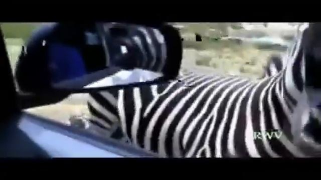 Бешаная зебра смотреть онлайн