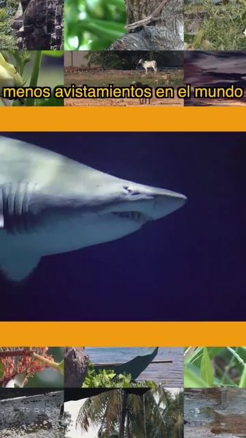 Increíble dato fugaz 🌠 #datoscuriosos #sabiasque #animales #viral #youtubeshorts #saola смотреть онлайн