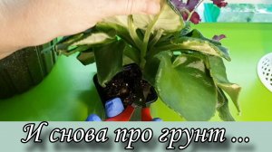 Снова меняю грунт (торф) для фиалок.