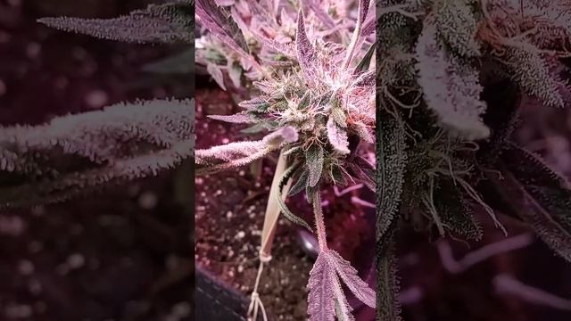 mango Smile Auto Flower смотреть онлайн