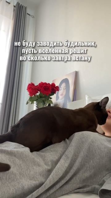 Это любовь🤍 согласны?) #питомникбурманскихкошек #бурма #собольбурма #котятабурма #питомникбурма