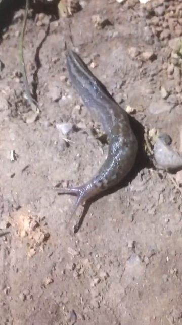 Leopard Slug смотреть онлайн