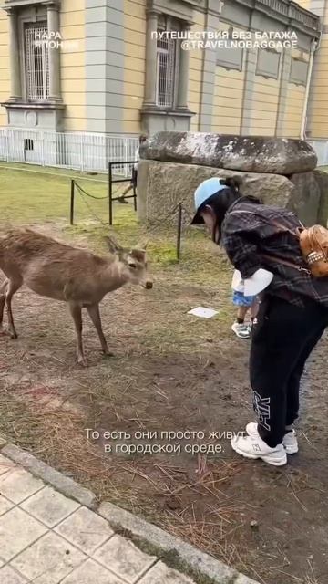 Тысячи оленей в горе Нара в Японии