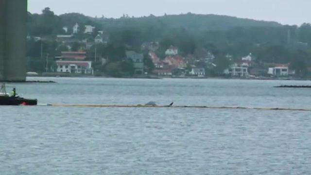 The dead whale in Vejle смотреть онлайн