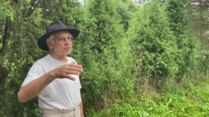 Как растет голубика в Беларуси