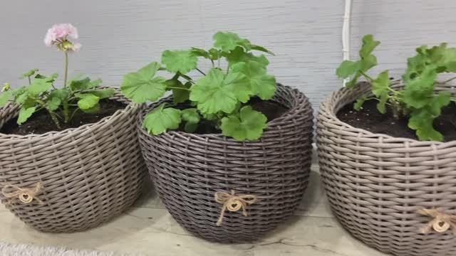 Пикирую сладкий перец. Пересадка герани в плетеные кашпо. смотреть онлайн