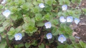 Вероника нитевидная