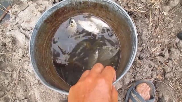 Запускаю рибу та рака в нову копанку смотреть онлайн