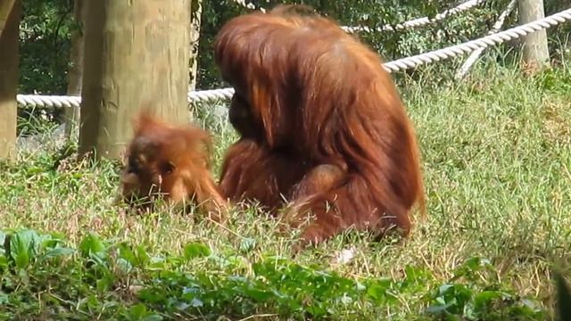 Pongo & Blaze - Orangutans @ Zoo Atlanta - October 21/13 смотреть онлайн