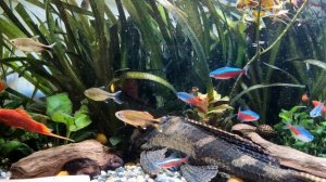 Аквариум 60л. День 323. Продолжаем перестановку.