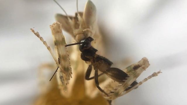 Mantis religiosa comiendo 🥳 mantis flor de la india Creobroter devorando un grillo 🦗 🤤 смотреть онлайн