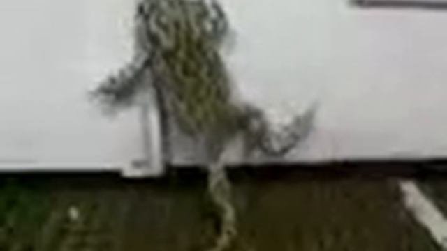 лягушка смотреть онлайн