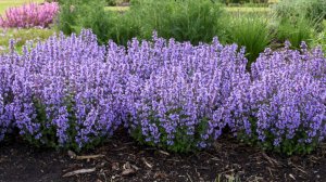 Что посадить в бордюре? Лучший бордюрный многолетник, цветущий все лето!