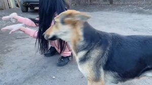 подкармливание бездомных собак