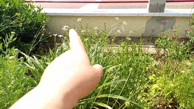 Mes fleurs/balade dans mon jardin смотреть онлайн