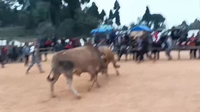 Jwait Sinai na Mawsynram 🆚 Puwieh Pashaiwul (bang bha ka Jingiakhun tea PAIDBAH) смотреть онлайн
