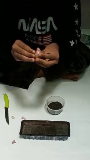 menanam tumbuhan vegetatif bawang merah
