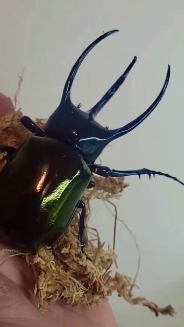 終於有南洋大兜長牙的了🤣🤣🤣🤣🤣 смотреть онлайн