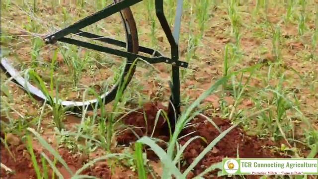Barnyard Millet in Hindi - Health Benefits & its Cultivation смотреть онлайн