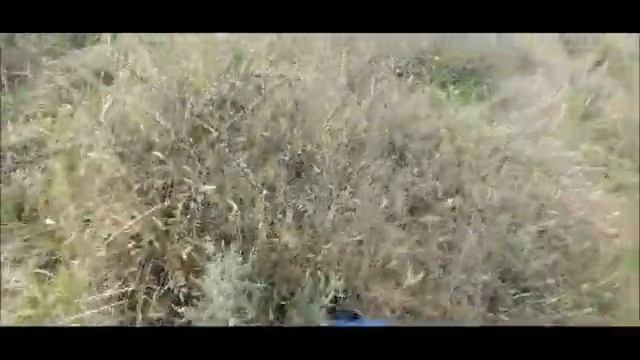 РЕАКЦИЯ НА ЗАРОСШУЮ ЛИНИЮ!