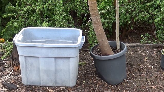 How to Setup a Container Garden that Works BEST For You To Grow Vegetables Easy In Totes or Buckets смотреть онлайн