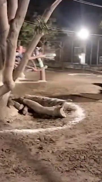 Zarafa In DHA Zoo. #viral #viralshorts #shorts #sorts #sorts #video смотреть онлайн