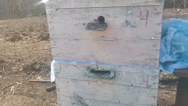 А вы видели свадьбу пчел? Часть2 смотреть онлайн