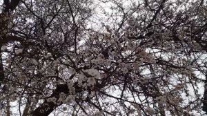 video_2025-03-25_13-02-05