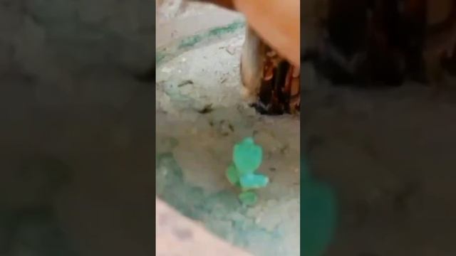 Chinese Cymbidium Care || Yucca Do Clone Plant Grow #viral #trending #shorts #yucca смотреть онлайн