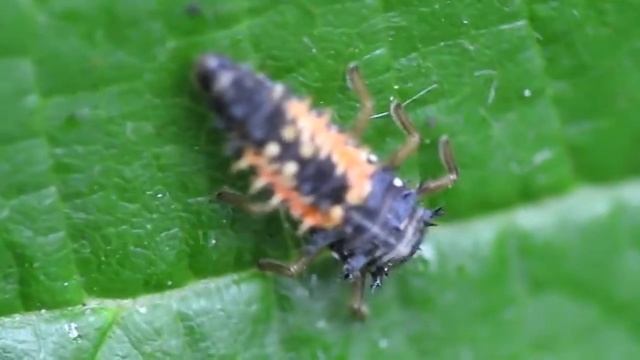 Larva of Asian Lady Beetle (Harmonia Axyridis) / Larve des Asiatischen Marienkäfers смотреть онлайн