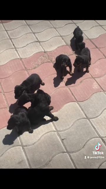 Продаются шикарные щенки добермана от родителей чемпионов. Состоят в клубе «олимп». смотреть онлайн